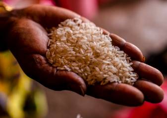 FILIÈRE DU RIZ AU SÉNÉGAL - Des débouchées pour l’inclusion des femmes